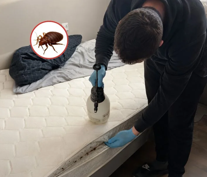 Technicien traitant un matelas contre les punaises de lit à Clichy-sous-Bois